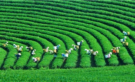 Hà Nội - Mộc Châu - Biển mây Tà Xùa