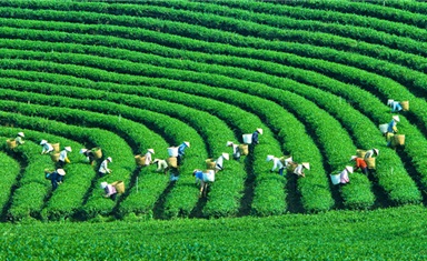 Hà Nội - Mộc Châu - Biển mây Tà Xùa